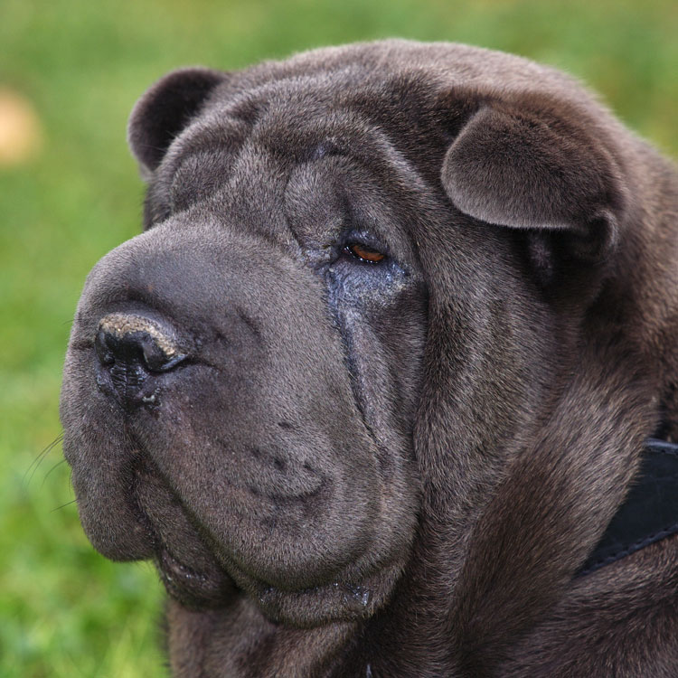 Shar Peï — vue complémentaire