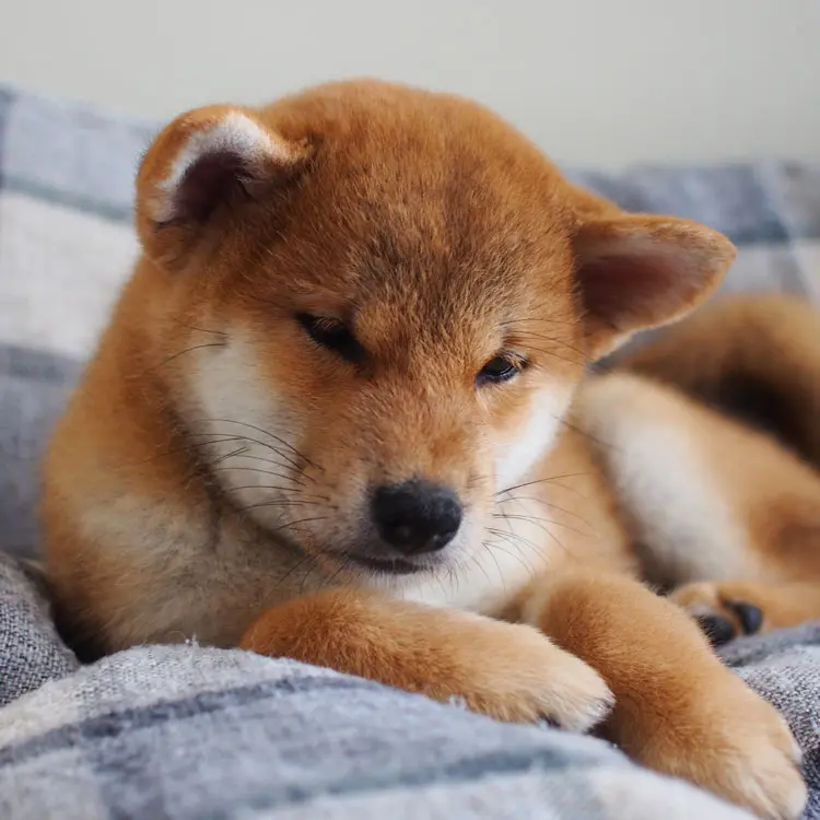 Shiba inu
