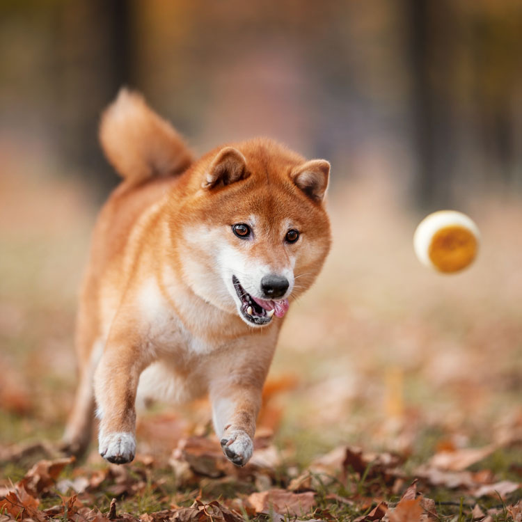 Shiba inu — vue complémentaire