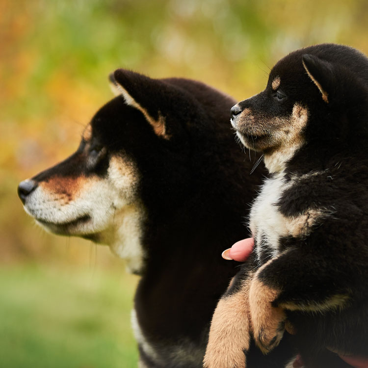 Shiba inu — vue complémentaire