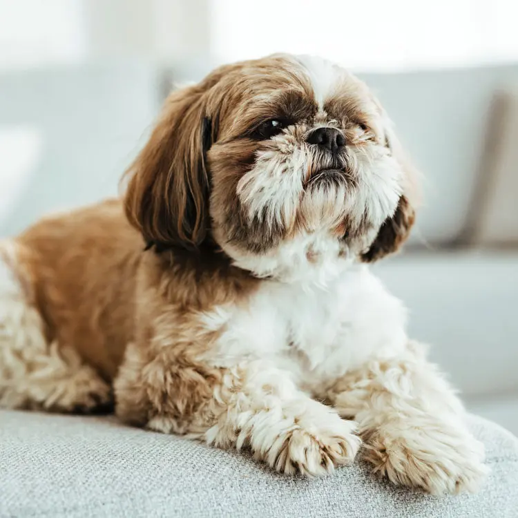 Shih Tzu : préparer le choix d’une assurance santé