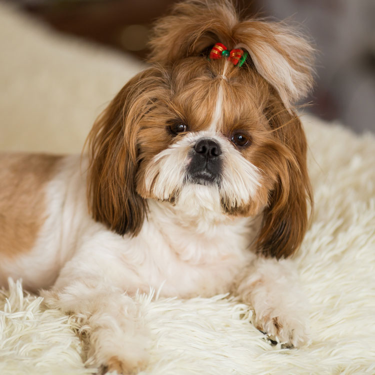 Shih Tzu — vue complémentaire