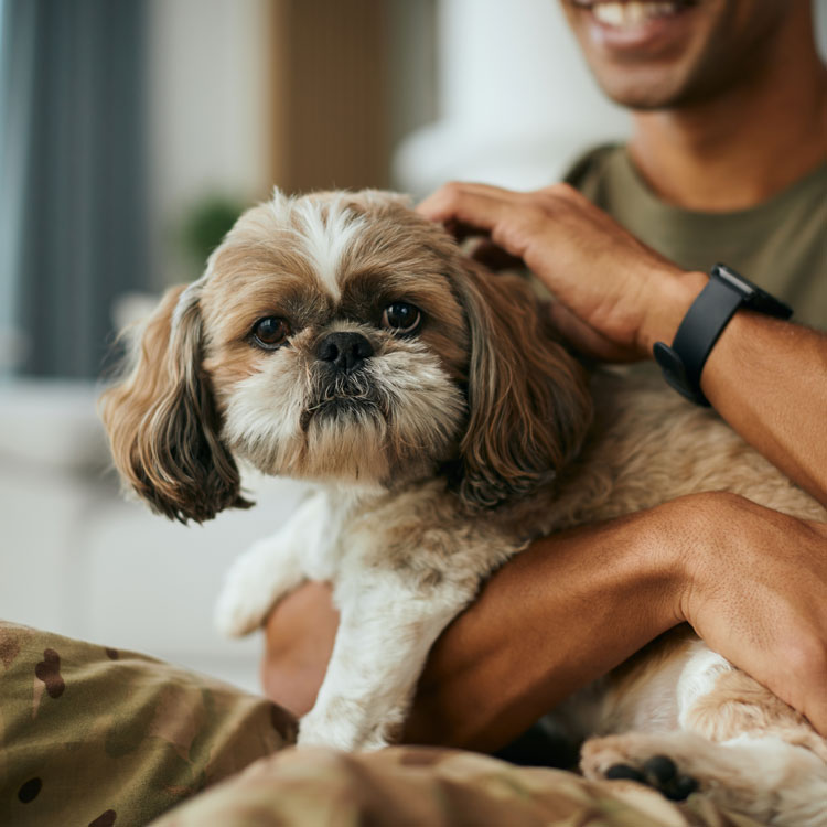 Shih Tzu — vue complémentaire