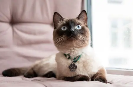 Portrait de Siamois