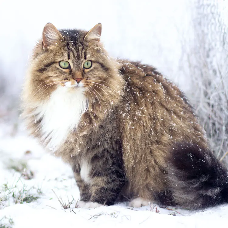Portrait de Sibérien
