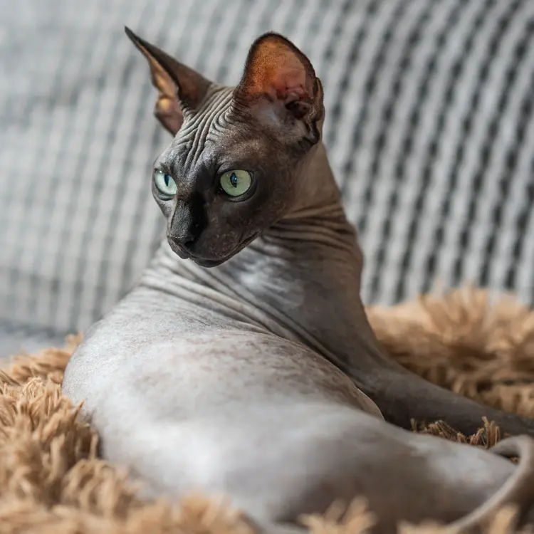 Portrait de Sphynx