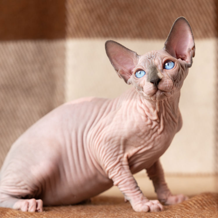 Sphynx — vue complémentaire