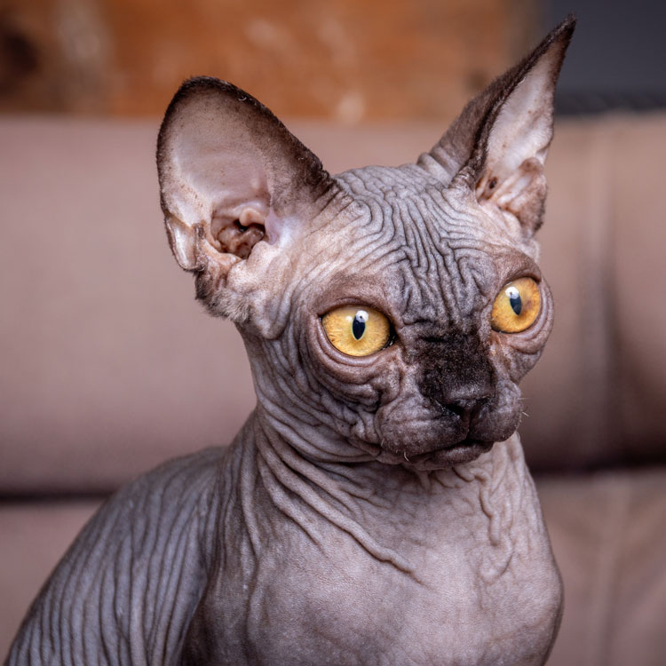 Sphynx — vue complémentaire