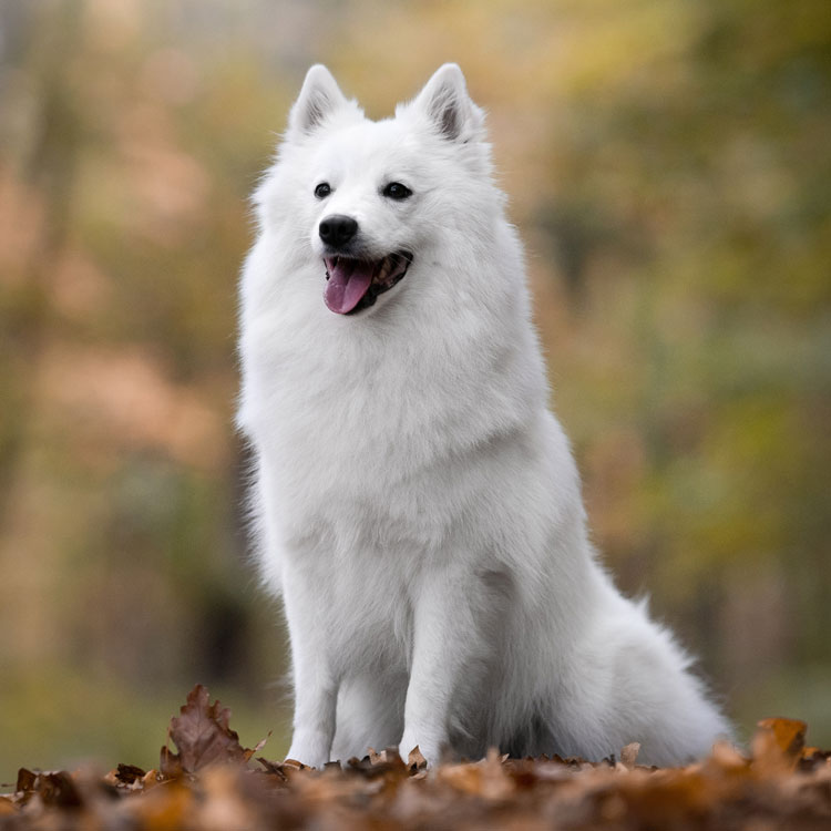 Spitz allemand — vue complémentaire
