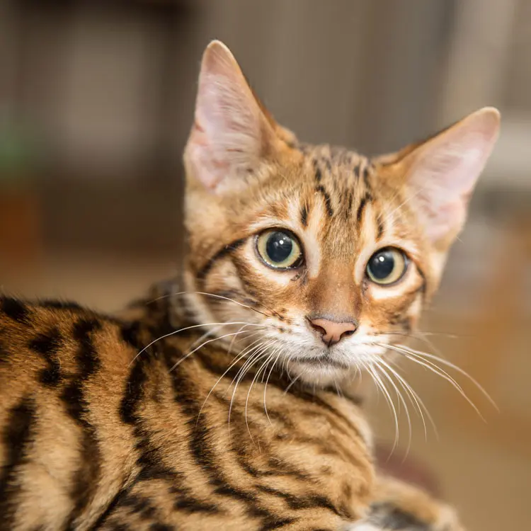 Portrait de Toyger