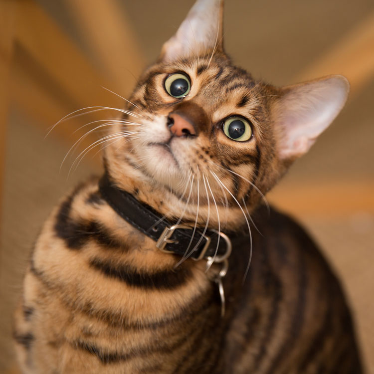 Toyger — vue complémentaire