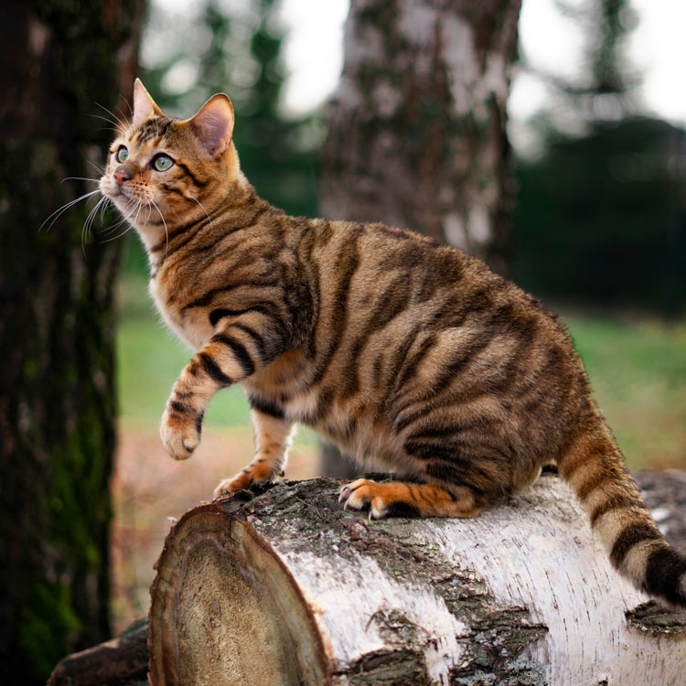 Toyger — vue complémentaire