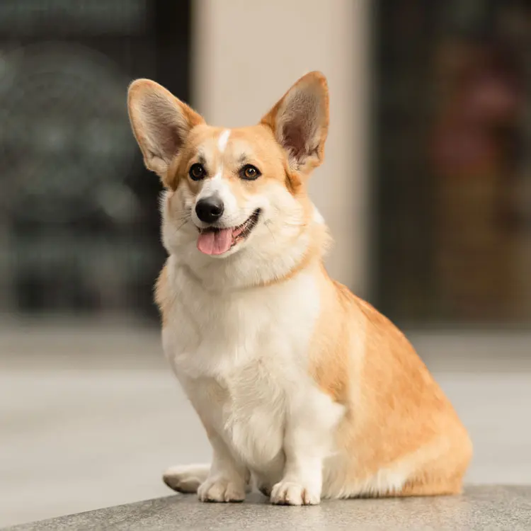 Welsh corgi : préparer le choix d’une assurance santé