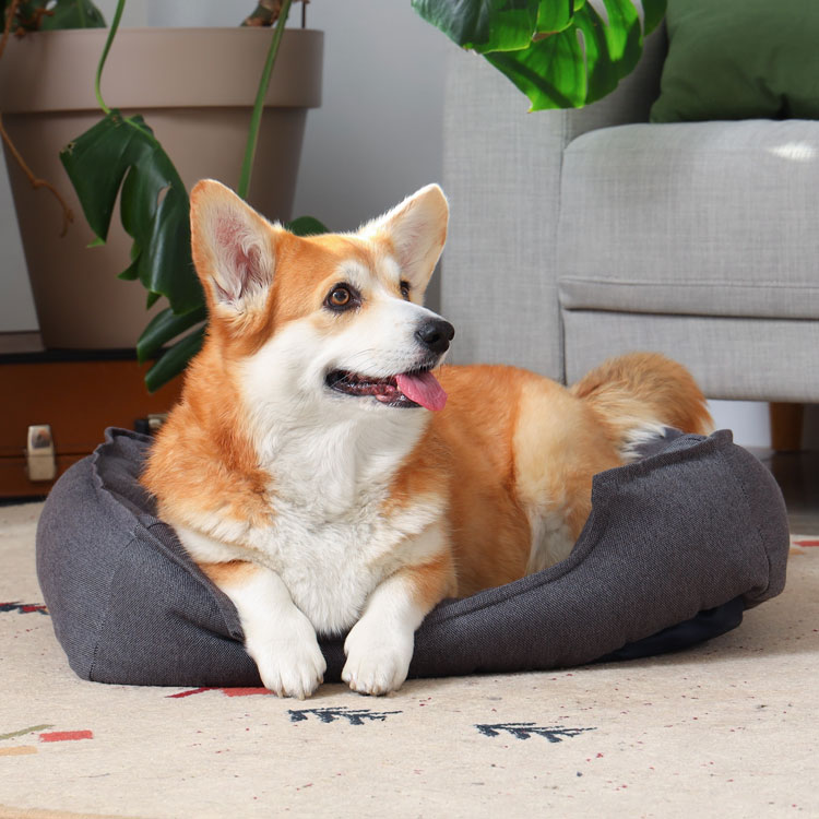 Welsh corgi — vue complémentaire