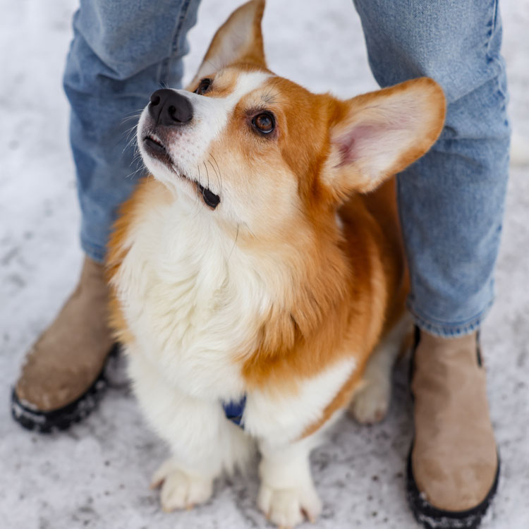 Welsh corgi — vue complémentaire