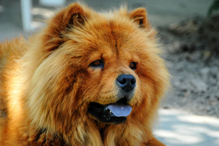 Chow chow