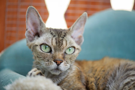 Devon rex