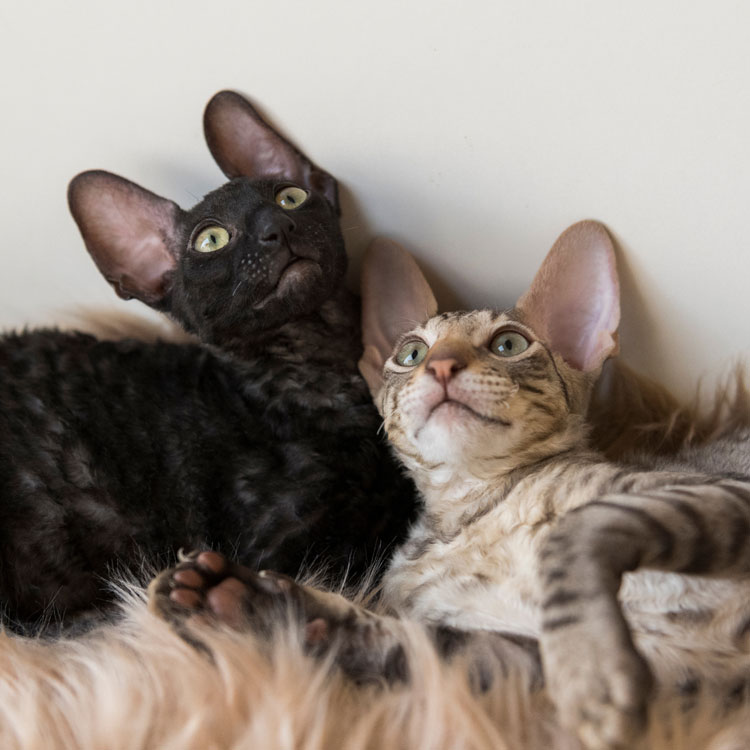 Couple de devon rex