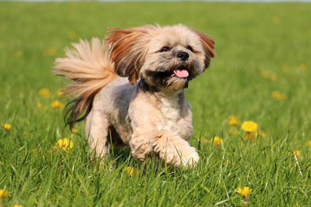 Lhassa apso