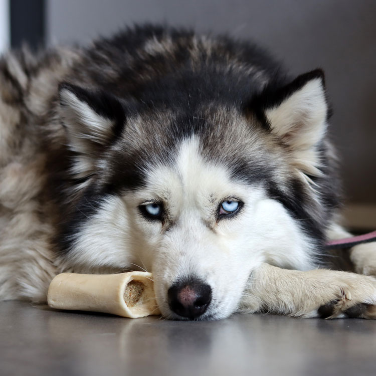 Malamute avec son jouet
