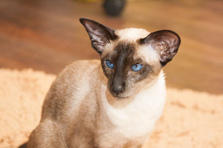 Oriental shorthair