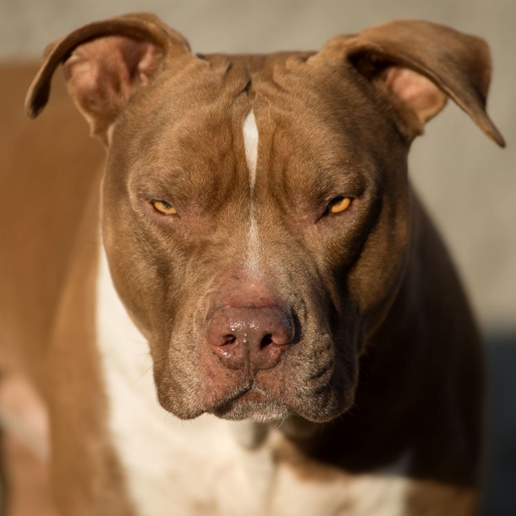 Pitbull énervé