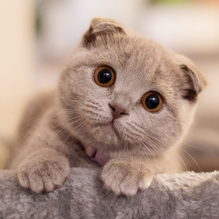 Chaton scottish fold